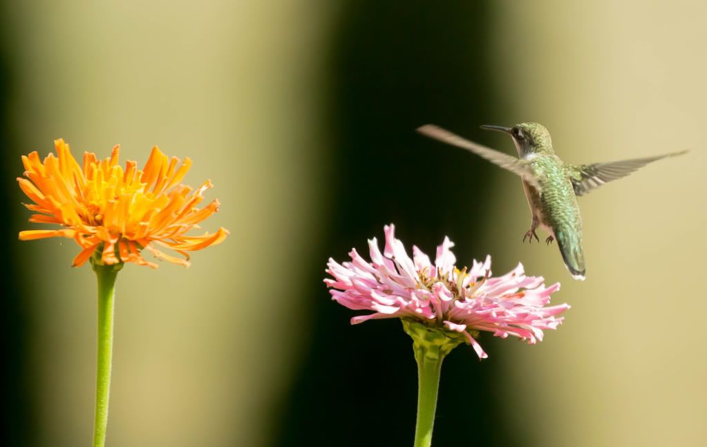 Hummingbird3.jpg