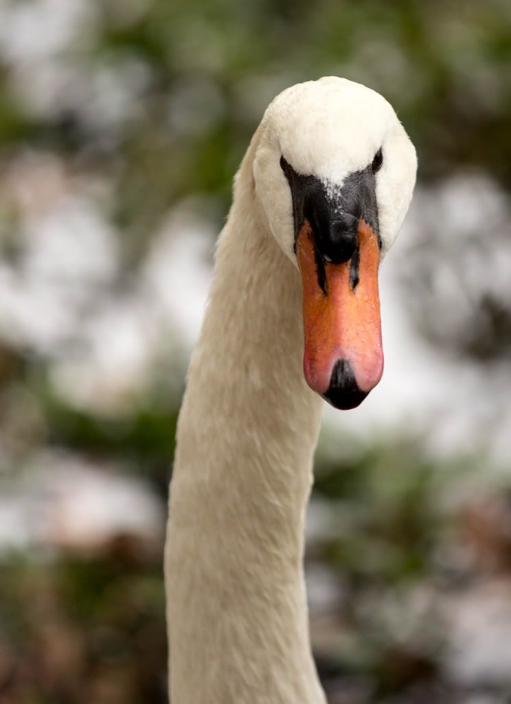 Swan2.jpg