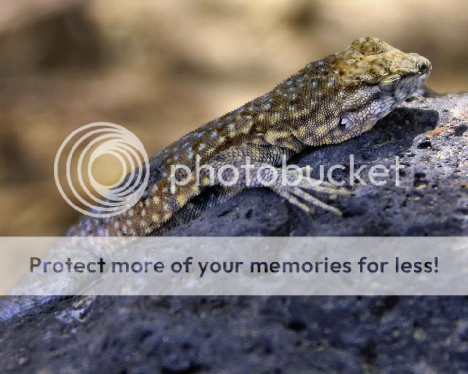 SleepyLizardDeathValleyCA.jpg