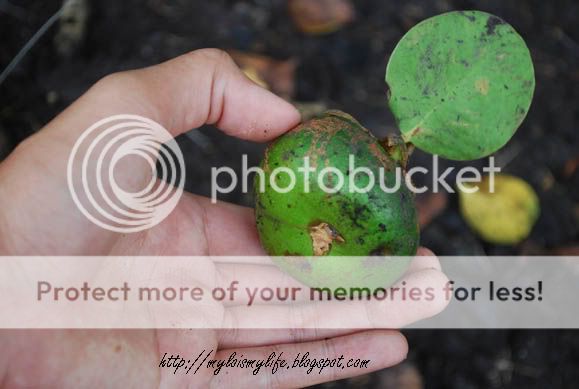 MANGROVE37_005.jpg