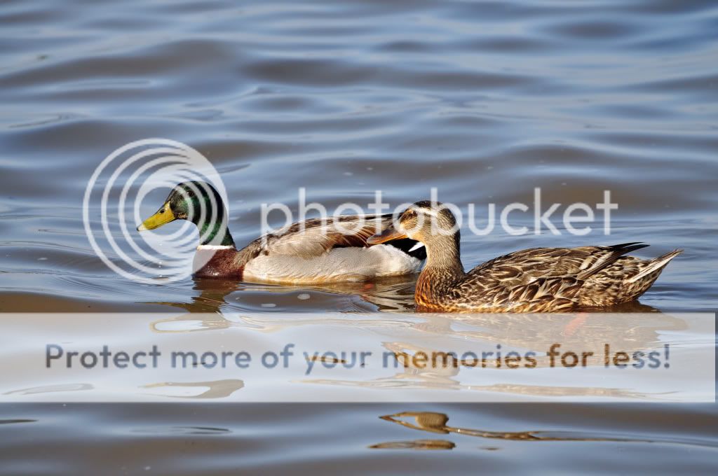 ducks.jpg