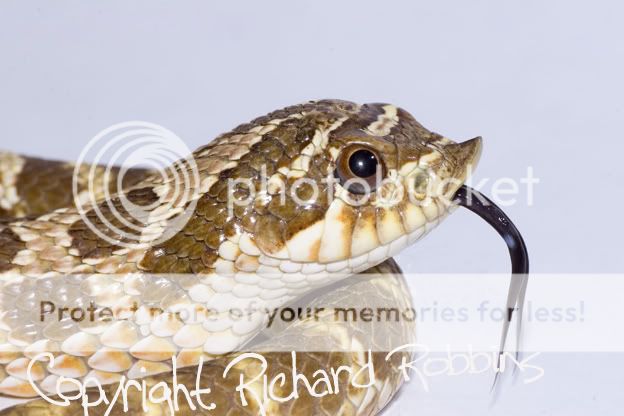 hognose.jpg