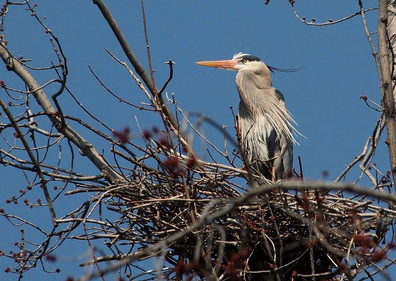 herons13b.jpg