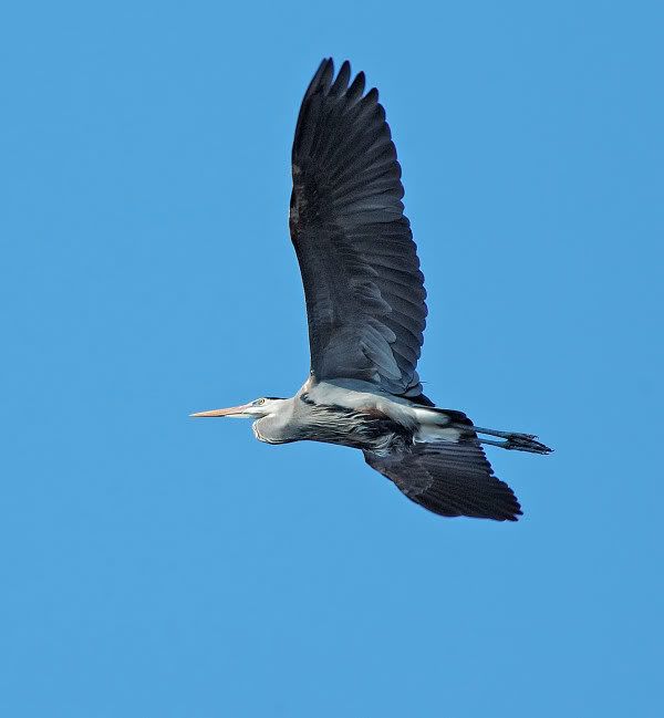 herons5.jpg