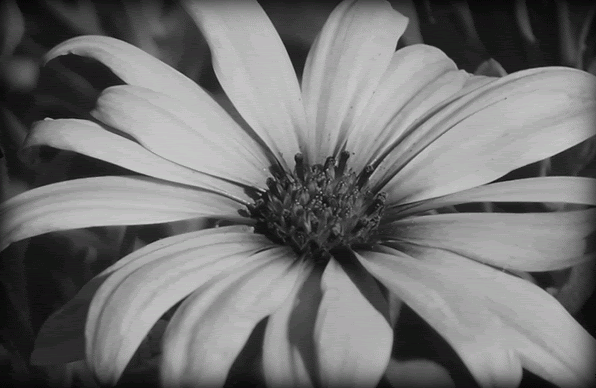 Flower10-Final.gif