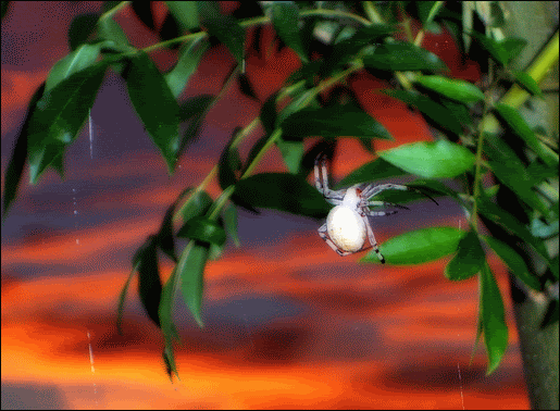 Spider-Edited2.gif