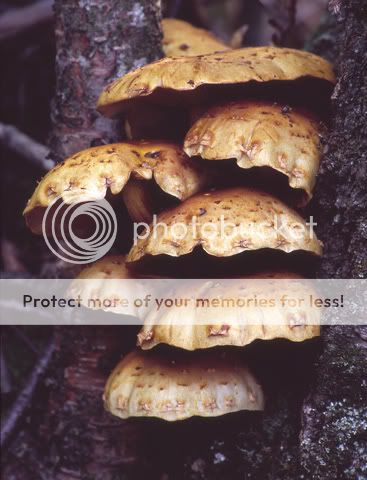 fungus-among-us01-L.jpg