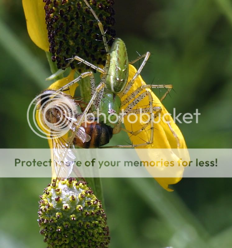 spiderlunch1.jpg