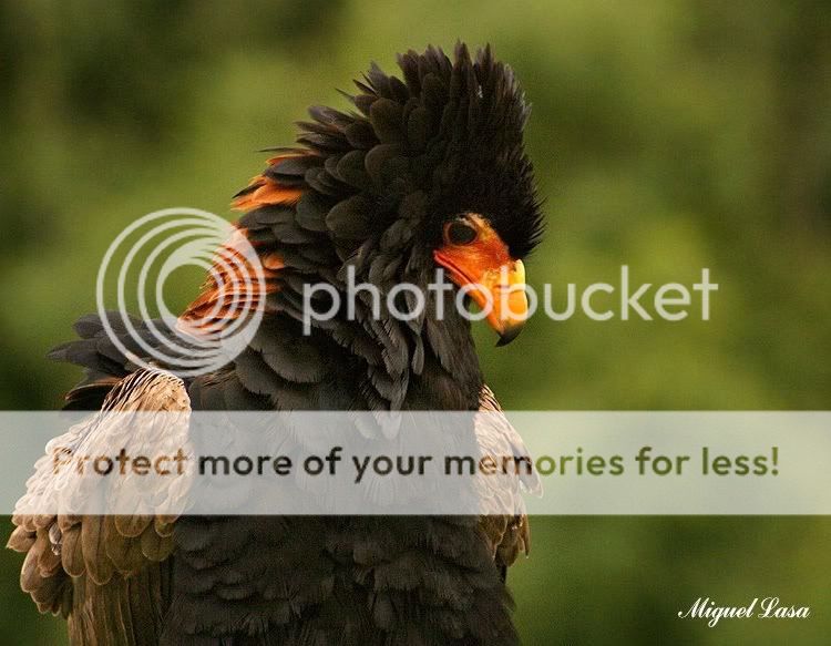 birdsofprey_bateleur_02.jpg