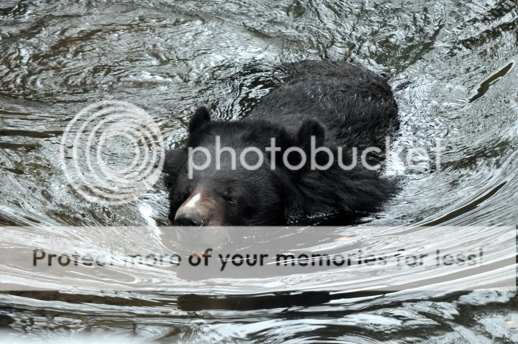 BearSwimming.jpg