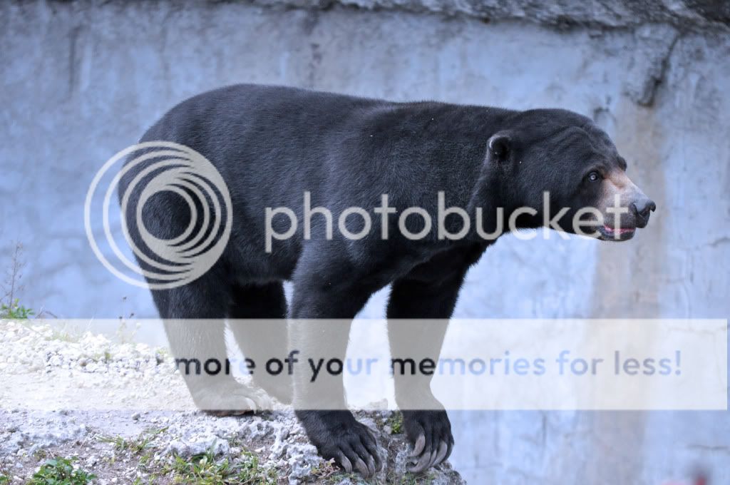 Bear.jpg