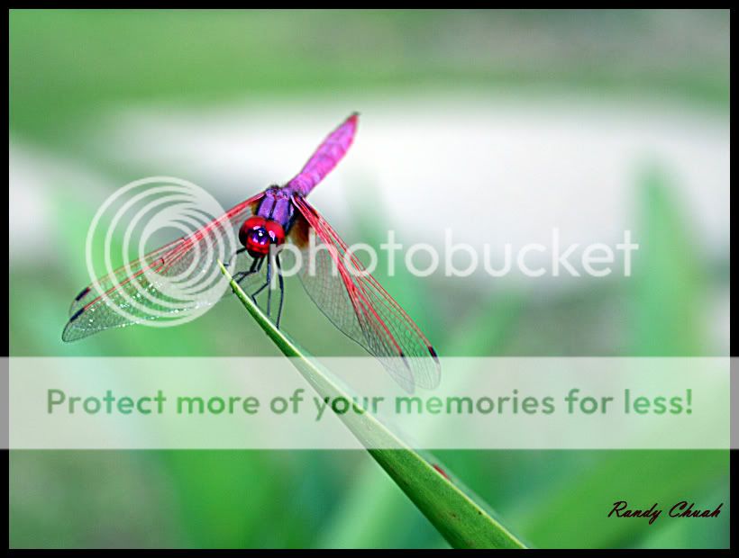 dragonflyBordr.jpg