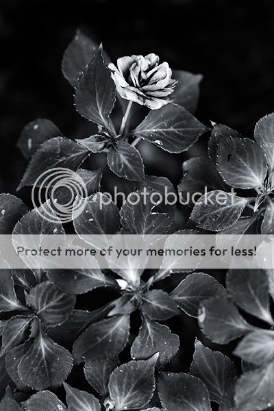 flowerandleaves-sm.jpg