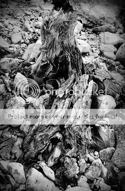 gnarlystump-bw-sm.jpg