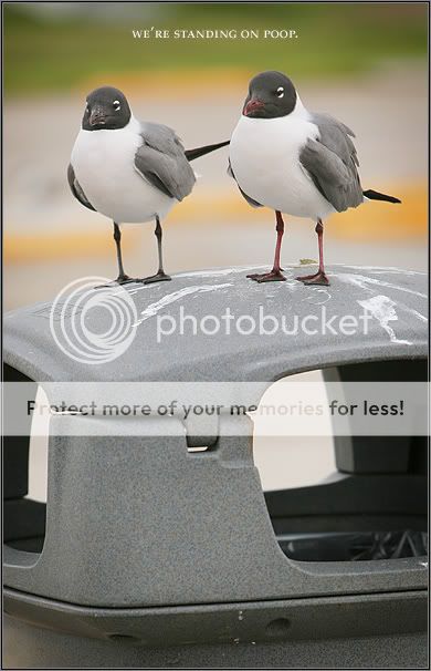 birds-sm.jpg