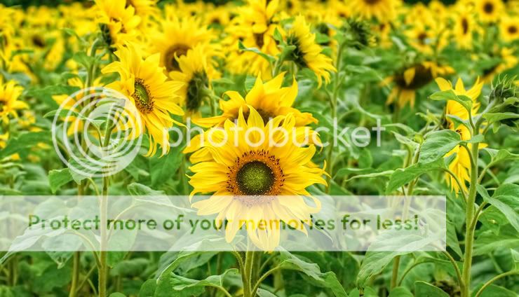 sunflower1-copy.jpg