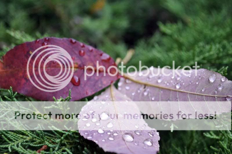 leafs.jpg