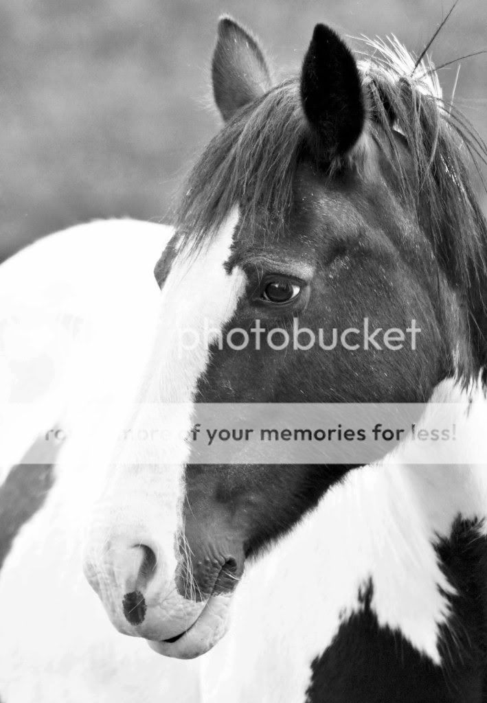 horsebw-1.jpg