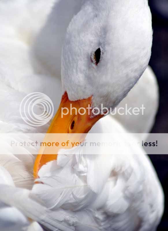 duckpreen.jpg