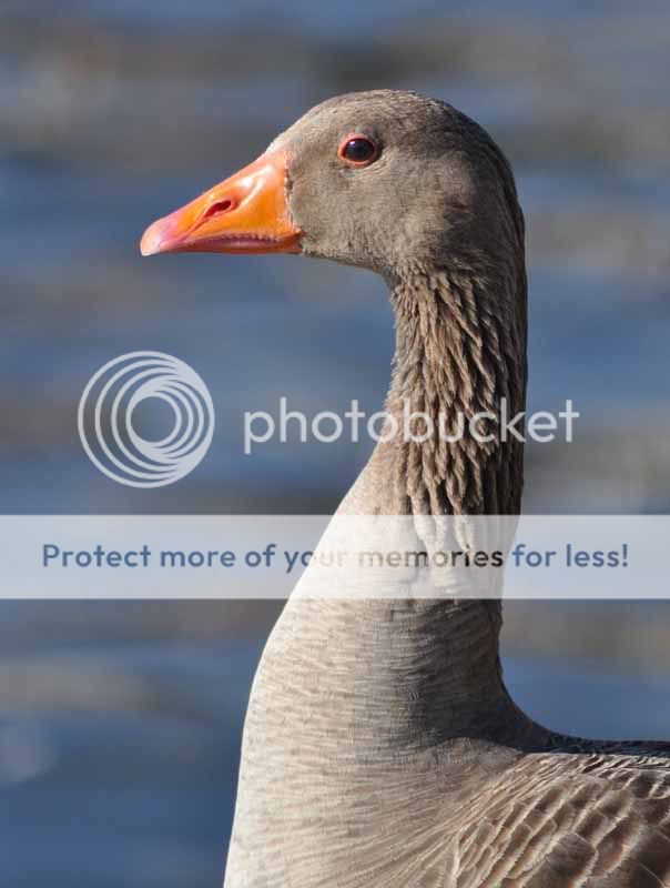 gooseprofileb-1.jpg