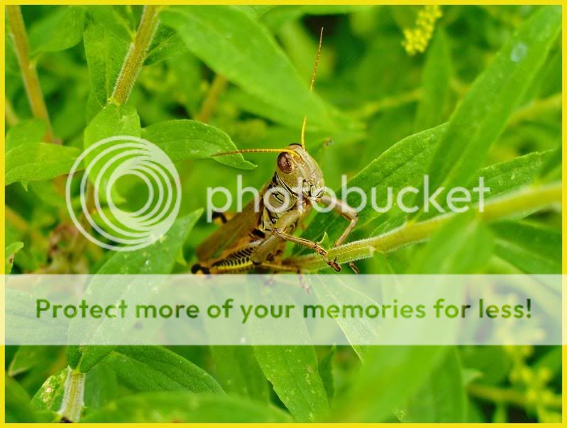 Grasshopperonstalk.jpg