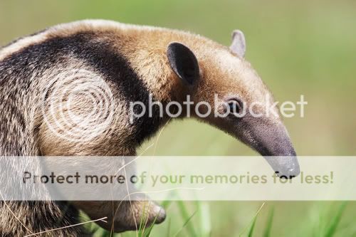 Tamandua.jpg