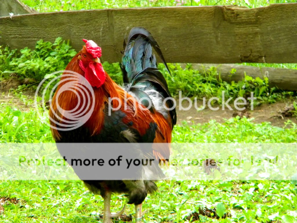 Rooster.jpg