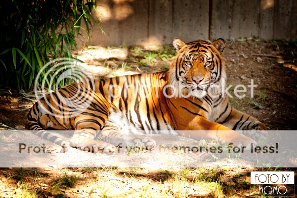 WashingtonNationalZoo014FB.jpg