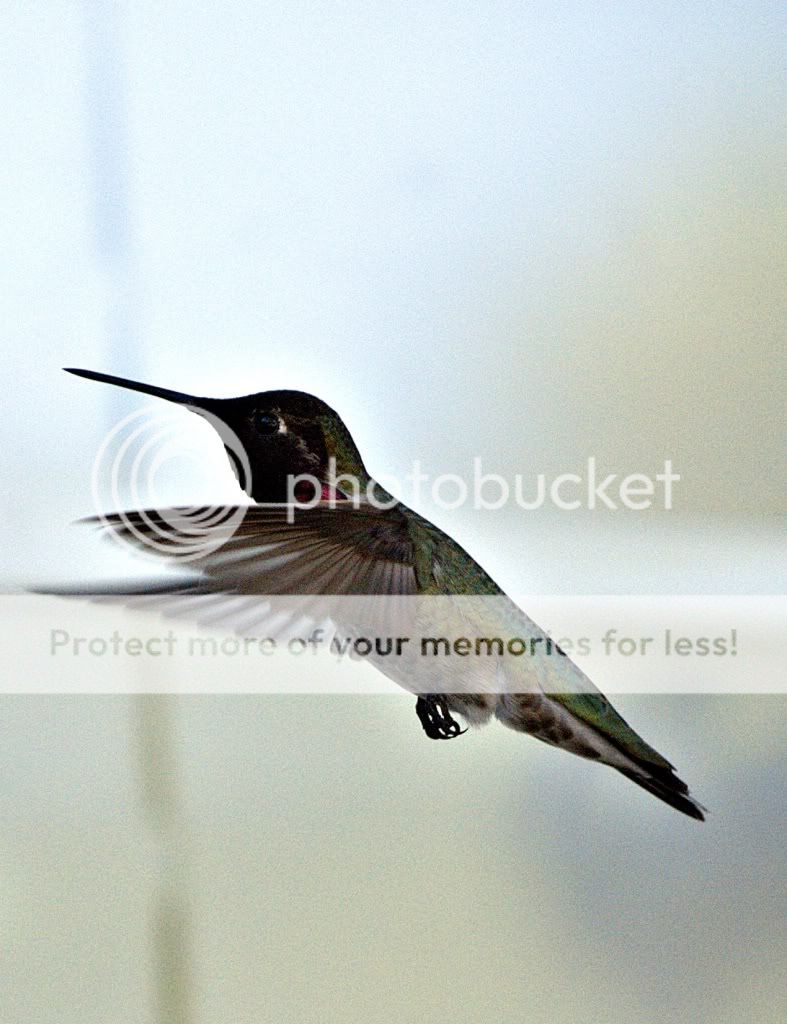 hummingbird1-1.jpg
