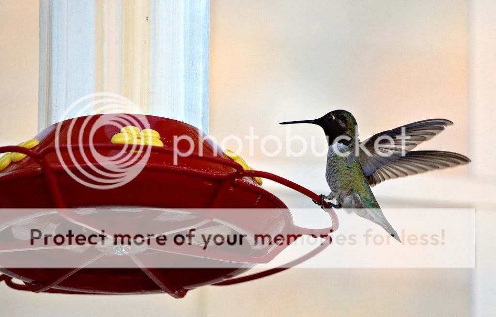 hummingbird1.jpg