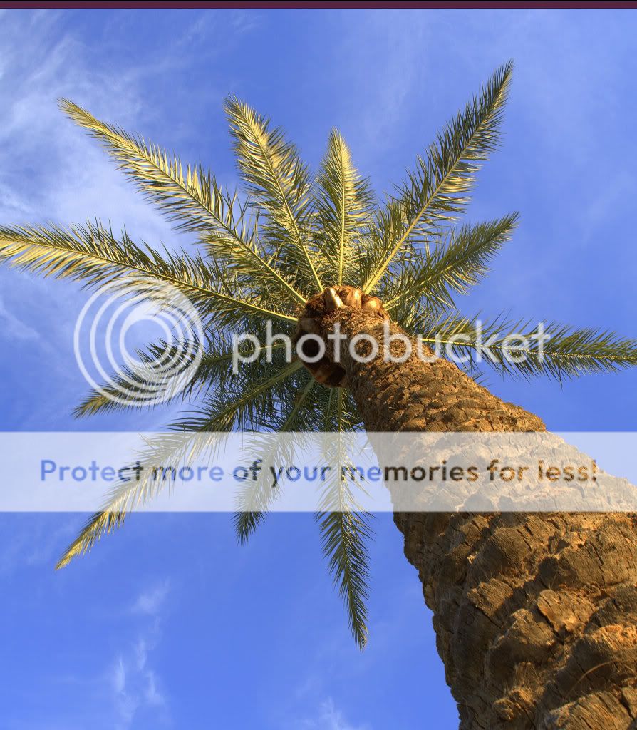 palmtree2.jpg