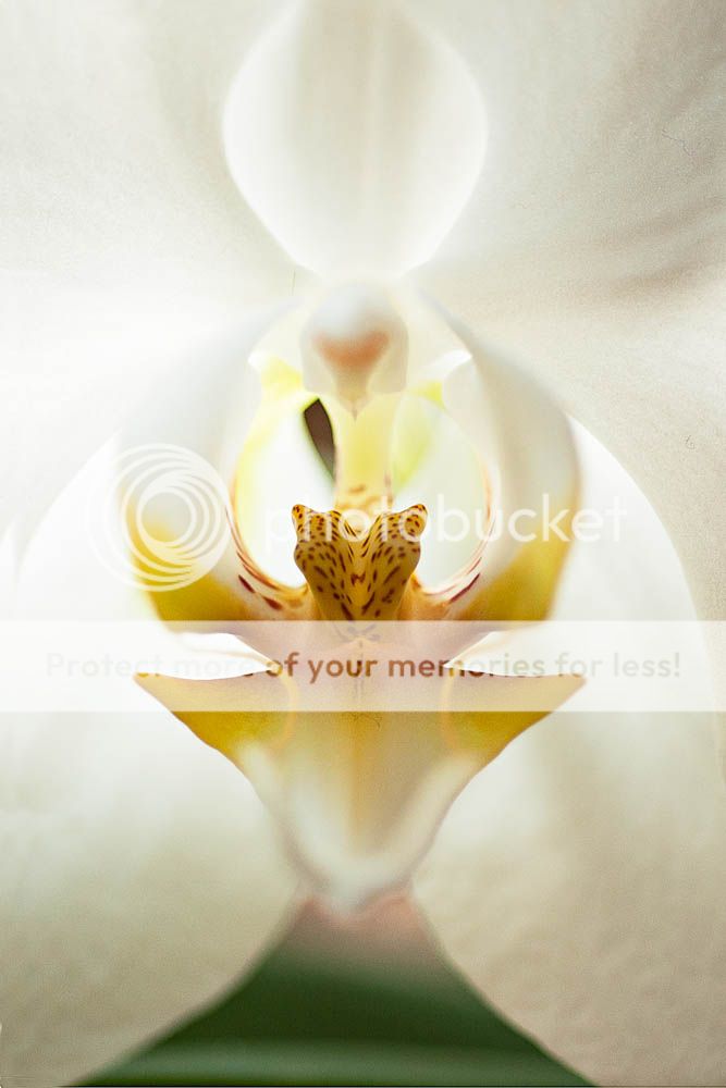 orchid-_0797711-Edit.jpg