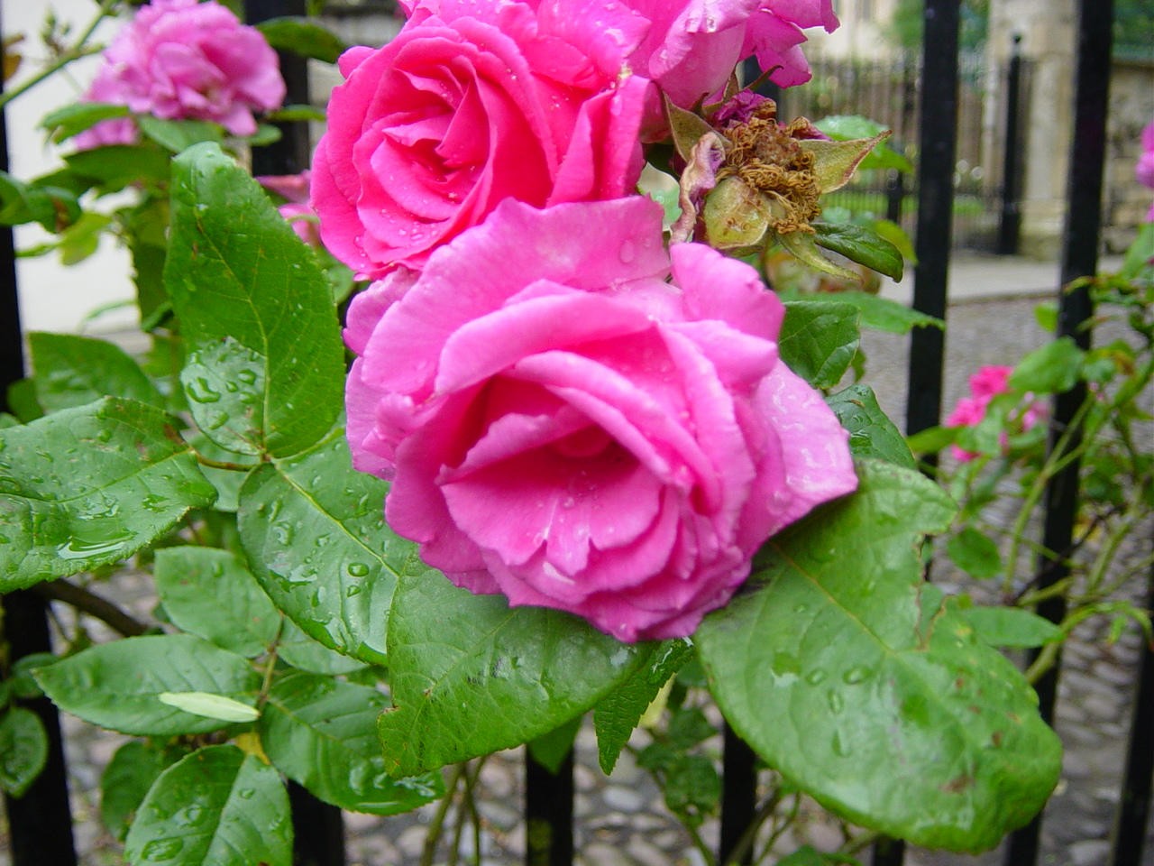 Rose_after_Rain_2_by_Elfdaughter.jpg