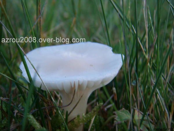 champignon-blanc.jpg