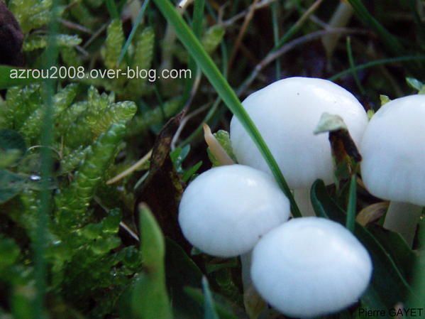 champignons-blancs.jpg