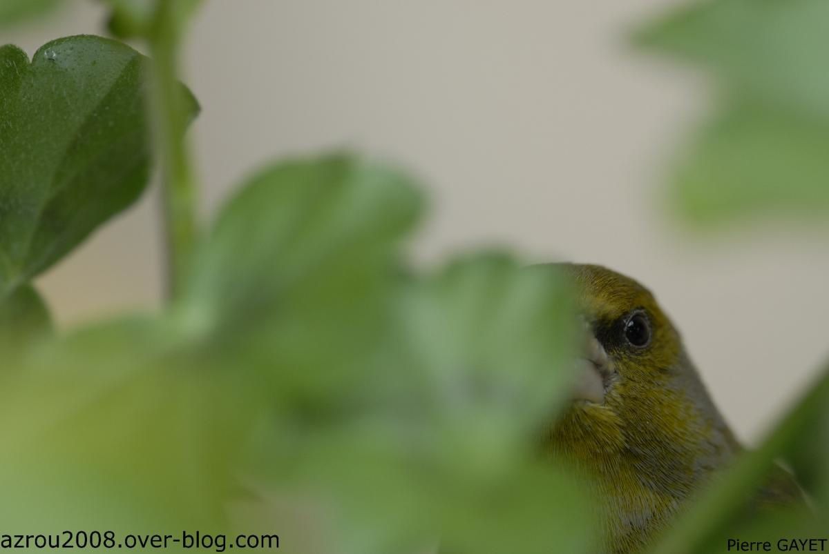 greenfinch-portrait.jpg