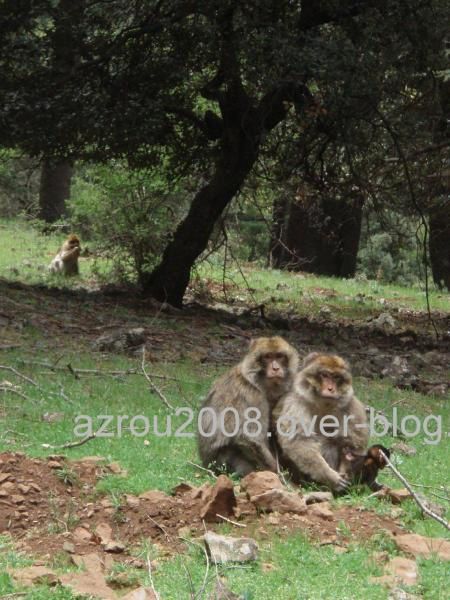 macaques_barbarie_males_bebe_foret_maroc.JPG