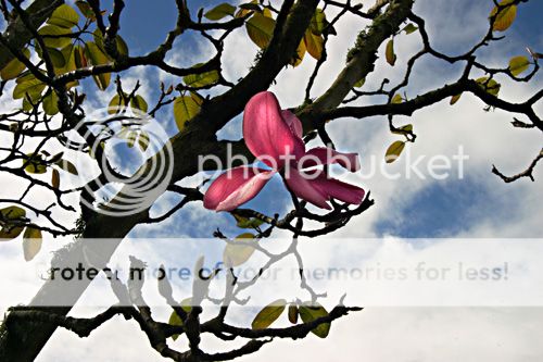 flower-tree.jpg