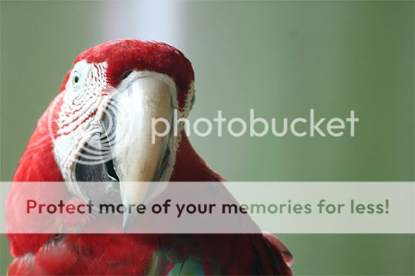 Parrot1copy.jpg