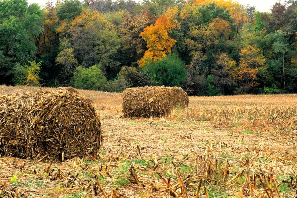 Hay-Fields37roll206.jpg