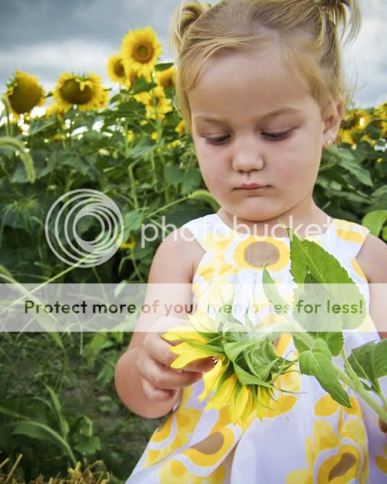 sunflowerscopy.jpg
