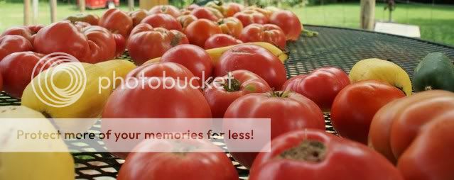 tomatoes011.jpg