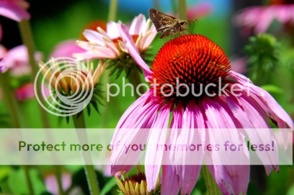 flowerandbutterfly.jpg