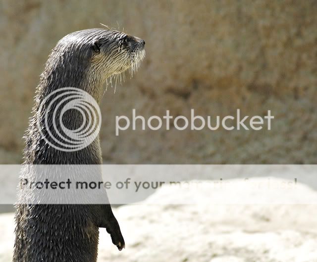 otterstanding.jpg