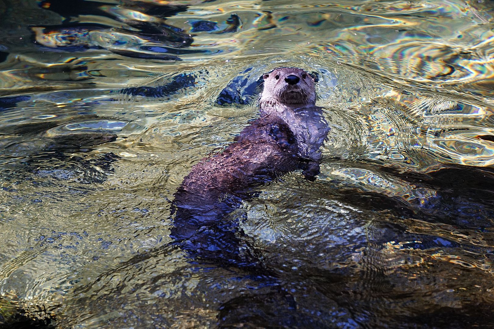 otterswim.jpg