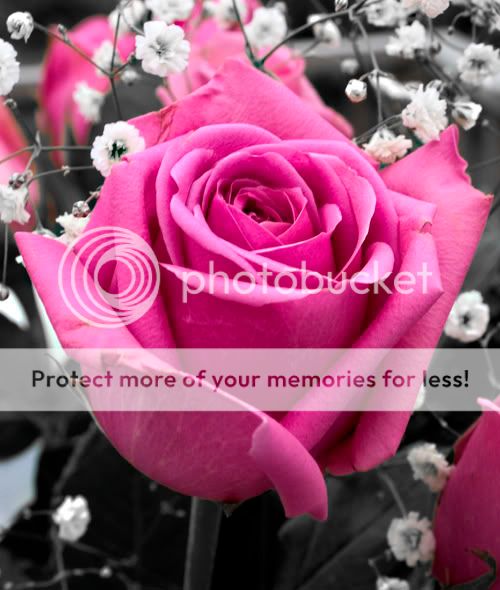 PinkRose003SM.jpg