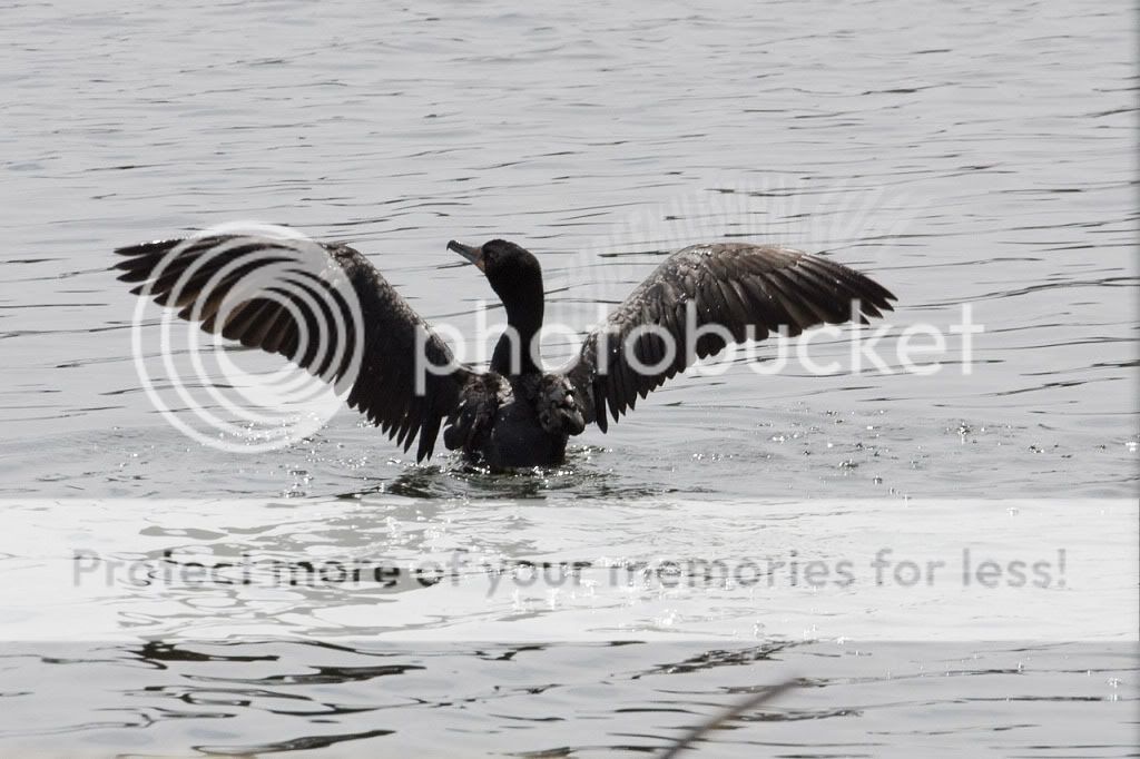 CormorantBaddeck.jpg