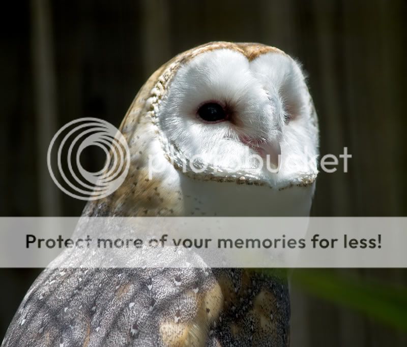 BarnOwl1.jpg