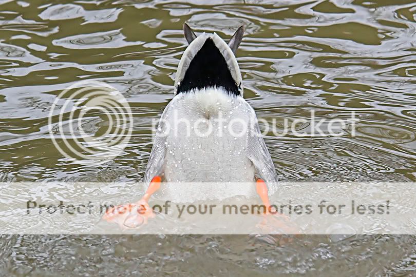 Duckbutt.jpg