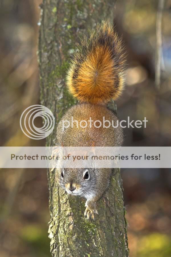 RedSquirrel2.jpg